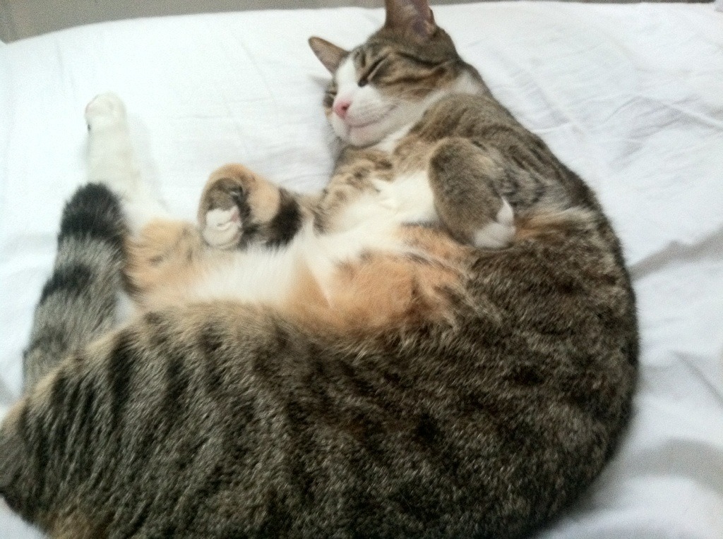 开云体育APP下载-科比退役纪念日：所有球迷永远铭记的篮坛传奇瞬间，科比退役仪式视频回顾