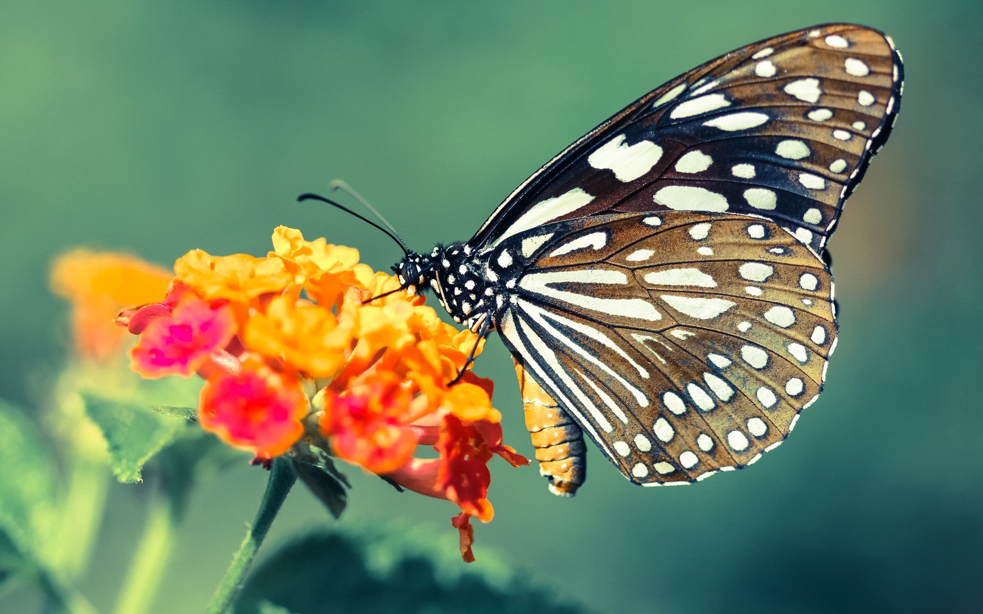 开云官网在线-社会责任：NBA运动员在公益方面的新动向，nba社会人排名