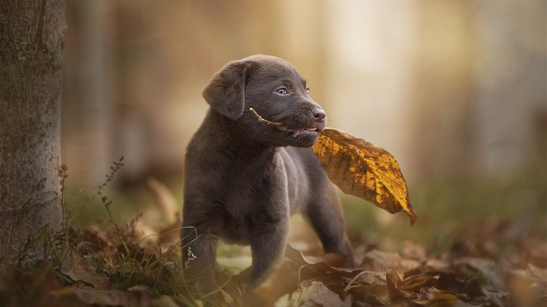 KAIYUNAPP-帕尔梅拉斯新星首秀出彩，帕尔梅拉斯现任主教练