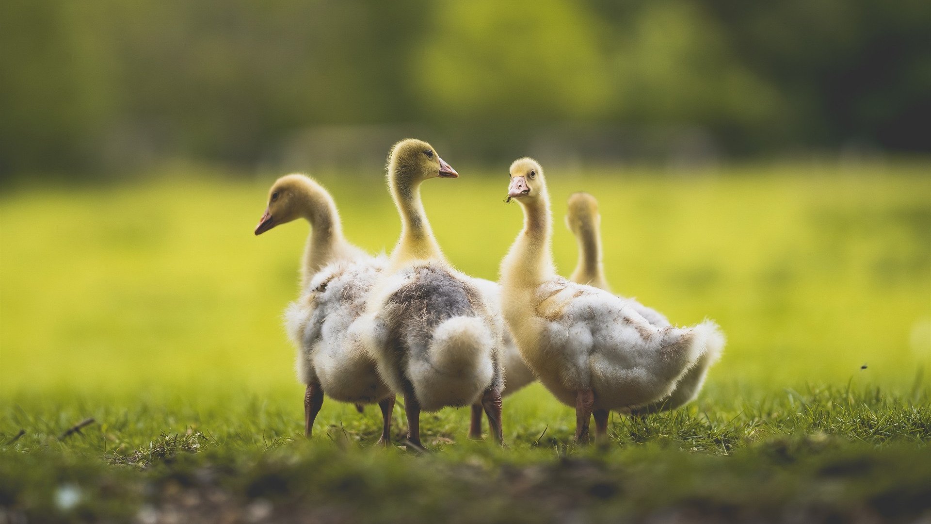 kaiyun体育综合-浙江广厦多点开花攻势凌厉，浙江广厦全名