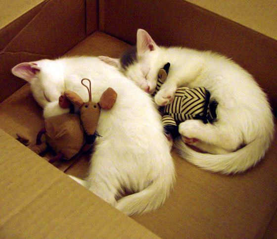 开云·体育官网APP下载-阿尔阿赫利新援融入球队迅速，阿尔阿赫利什么意思