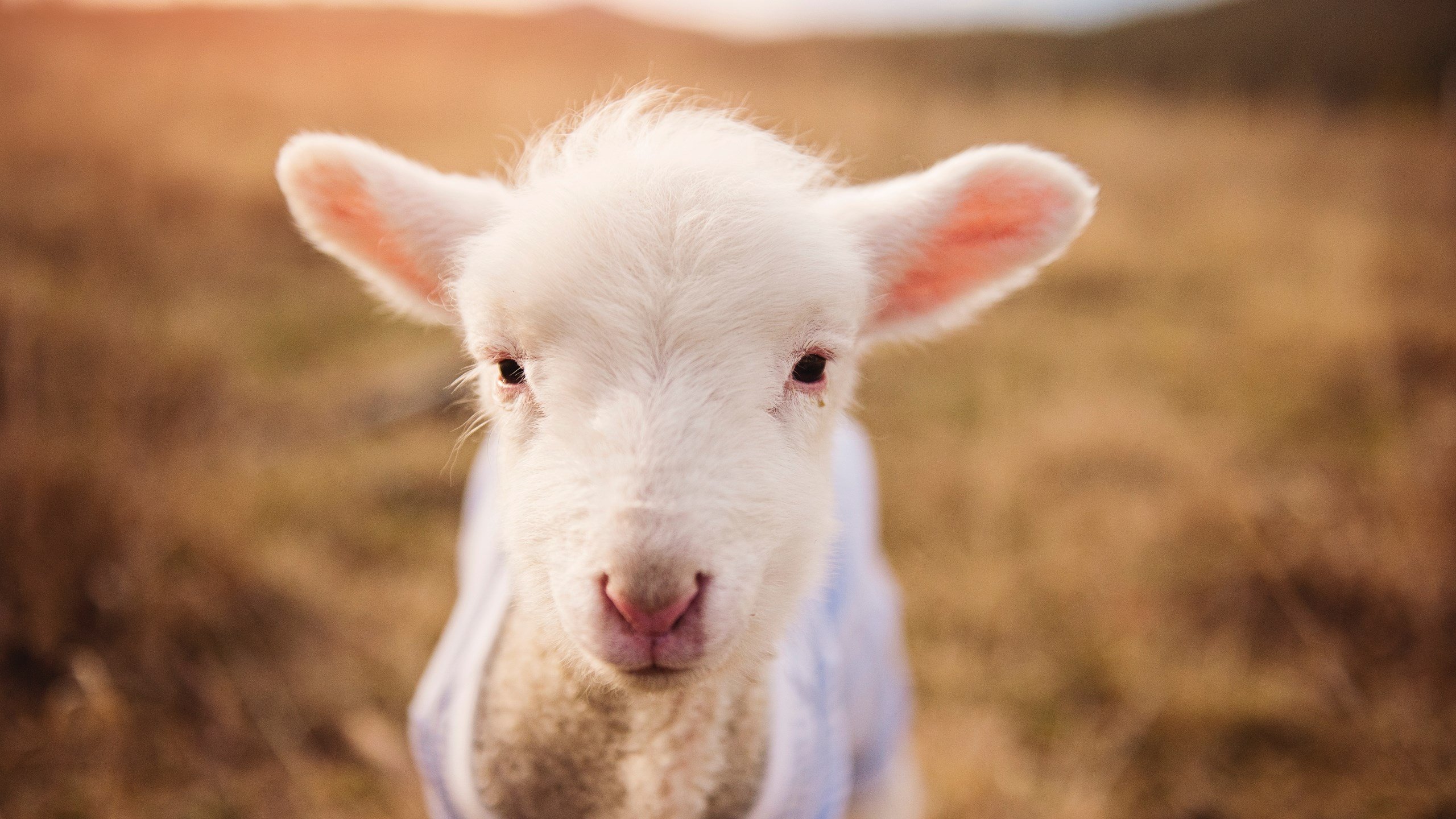 开云全站-中国男篮重视球员阅读比赛能力战术理解再升级，为提高男篮大赛成绩,给中国男篮支招,切实可行的建议!