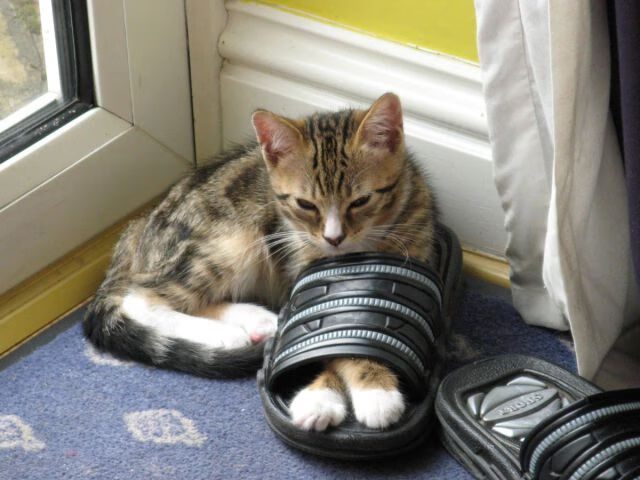 开云-线上足球夏令营火热开启，打破地域限制促进全民参与，足球夏令营wbf